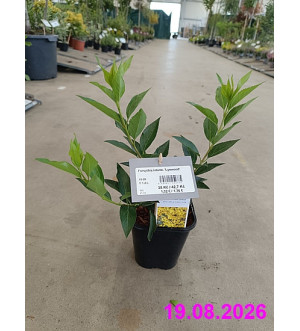 Forsythia interm. 'Lynwood' C 1,4 L